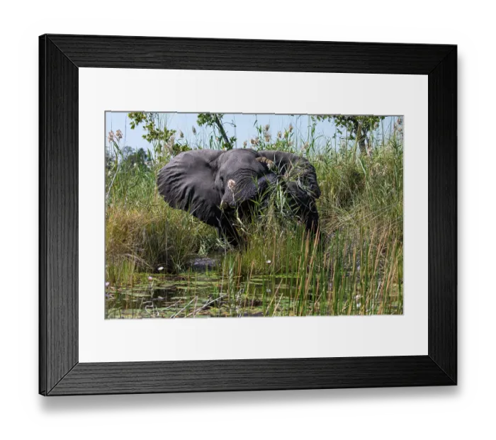 Framed Print : African elephant (Loxodonta africana) standing in river, feeding on grasses, Okavango Delta, Botswana. Endangered Framed Print : African elephant (Loxodonta africana) standing in river, feeding on grasses, Okavango Delta, Botswana. Endangered