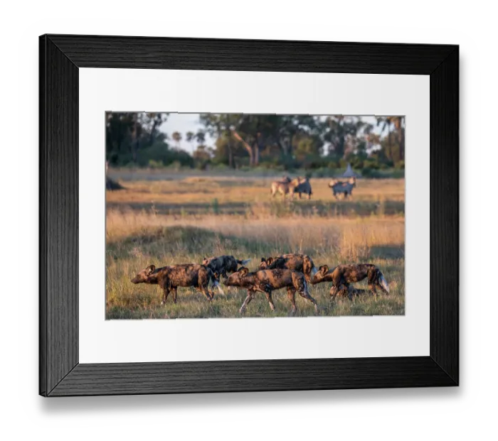 Framed Print : African wild dogs (Lycaon pictus) pack hunting in grassland, Okavango Delta, Botswana. Endangered Framed Print : African wild dogs (Lycaon pictus) pack hunting in grassland, Okavango Delta, Botswana. Endangered