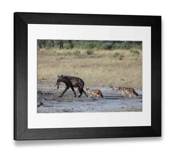Framed Print : Spotted hyena (Crocuta crocuta) carrying food in mouth with two Black-backed jackals (Lupulella mesomelas) following, Okavango Delta, Botswana Framed Print : Spotted hyena (Crocuta crocuta) carrying food in mouth with two Black-backed jackals (Lupulella mesomelas) following, Okavango Delta, Botswana