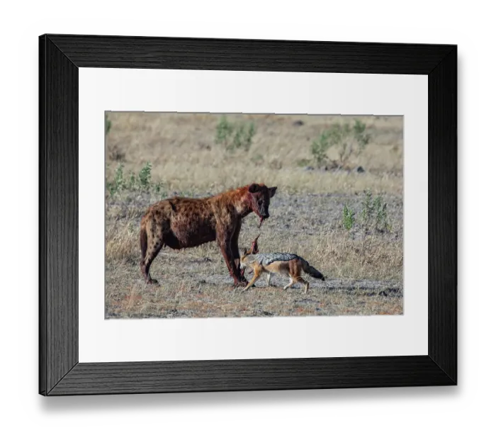 Framed Print : Spotted hyena (Crocuta crocuta) feeding with Black-backed jackal (Lupulella mesomelas) hanging around, Okavango Delta, Botswana Framed Print : Spotted hyena (Crocuta crocuta) feeding with Black-backed jackal (Lupulella mesomelas) hanging around, Okavango Delta, Botswana