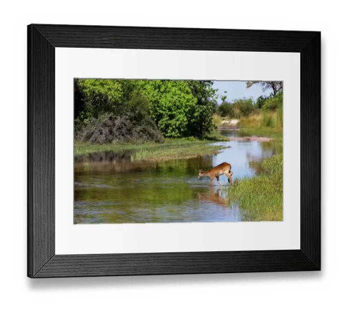 Framed Print : Red lechwe (Kobus leche) crossing river, Okavango Delta, Botswana Framed Print : Red lechwe (Kobus leche) crossing river, Okavango Delta, Botswana
