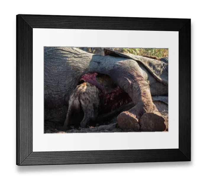 Framed Print : Spotted hyena (Crocuta crocuta) feeding on an Elephant (Loxodonta africana) carcass, Okavango Delta, Botswana Framed Print : Spotted hyena (Crocuta crocuta) feeding on an Elephant (Loxodonta africana) carcass, Okavango Delta, Botswana