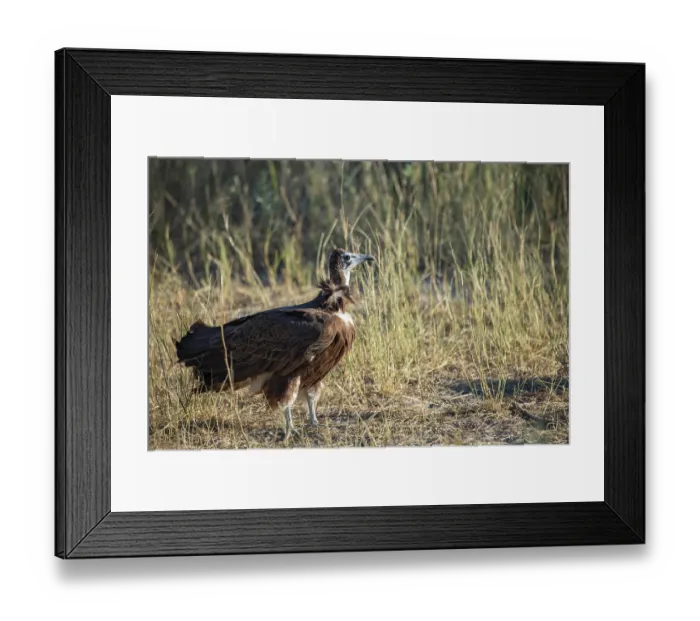 Framed Print : Hooded vulture (Necrosyrtes monachus) portrait, Okavango Delta, Botswana. Critically endangered Framed Print : Hooded vulture (Necrosyrtes monachus) portrait, Okavango Delta, Botswana. Critically endangered