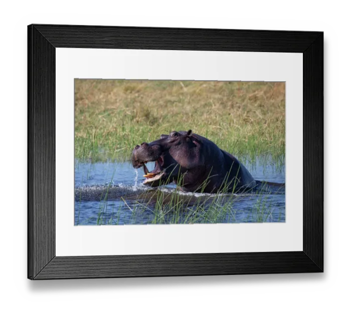 Framed Print : Hippopotamus (Hippopotamus amphibius) displaying aggression in river, Okavango Delta, Botswana Framed Print : Hippopotamus (Hippopotamus amphibius) displaying aggression in river, Okavango Delta, Botswana
