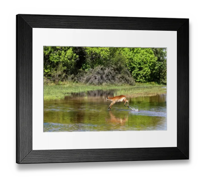 Framed Print : Red lechwe (Kobus leche) running across river, Okavango Delta, Botswana Framed Print : Red lechwe (Kobus leche) running across river, Okavango Delta, Botswana