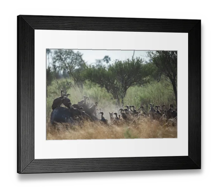 Framed Print : Large flock of White-backed vultures (Gyps africanus) congregating on Elephant carcass, Okavango Delta, Botswana. Critically endangered Framed Print : Large flock of White-backed vultures (Gyps africanus) congregating on Elephant carcass, Okavango Delta, Botswana. Critically endangered