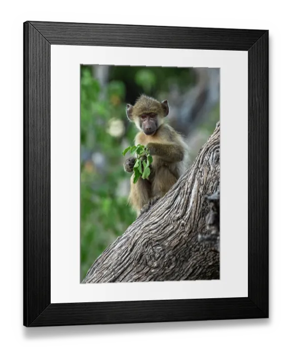 Framed Print : Chacma baboon (Papio ursinus) sitting in tree, feeding on leaves, Okavango Delta, Botswana Framed Print : Chacma baboon (Papio ursinus) sitting in tree, feeding on leaves, Okavango Delta, Botswana