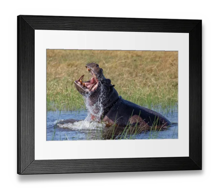 Framed Print : Hippopotamus (Hippopotamus amphibius) displaying aggression in river, Okavango Delta, Botswana Framed Print : Hippopotamus (Hippopotamus amphibius) displaying aggression in river, Okavango Delta, Botswana