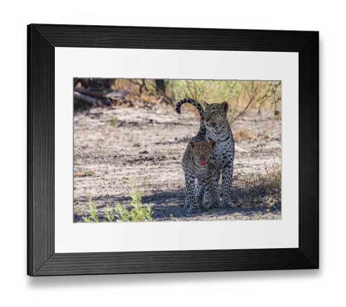 Framed Print : Leopard (Panthera pardus) female with cub standing side by side in the shade, Okavango Delta, Botswana Framed Print : Leopard (Panthera pardus) female with cub standing side by side in the shade, Okavango Delta, Botswana