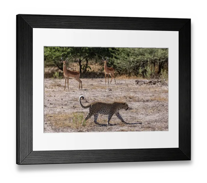 Framed Print : Leopard (Panthera pardus) female, walking over dry ground with two Impalas (Aepyceros melampus) watching behind, Okavango Delta, Botswana Framed Print : Leopard (Panthera pardus) female, walking over dry ground with two Impalas (Aepyceros melampus) watching behind, Okavango Delta, Botswana