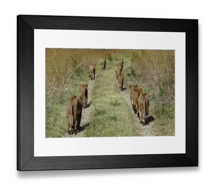Framed Print : Pride of Lions (Panthera leo) walking along track in grassland, Okavango Delta, Botswana