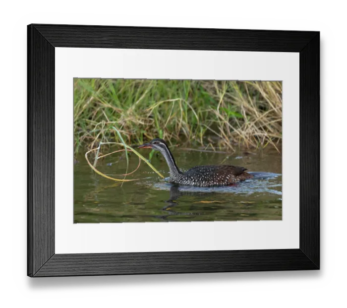 Framed Print : African finfoot (Podica senegalensis) on water, Victoria Falls, Zimbabwe Framed Print : African finfoot (Podica senegalensis) on water, Victoria Falls, Zimbabwe