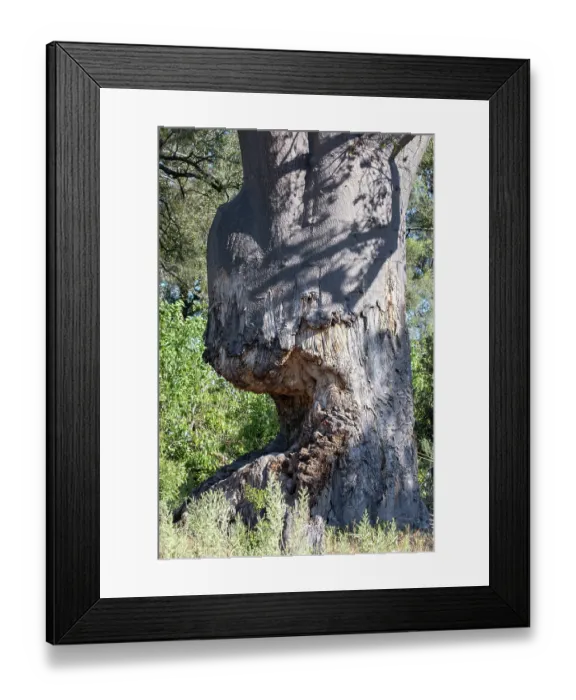 Framed Print : Baobab (adansonia digitata) tree damaged by African elephants (Loxodonta africana), Okavango Delta, Botswana Framed Print : Baobab (adansonia digitata) tree damaged by African elephants (Loxodonta africana), Okavango Delta, Botswana
