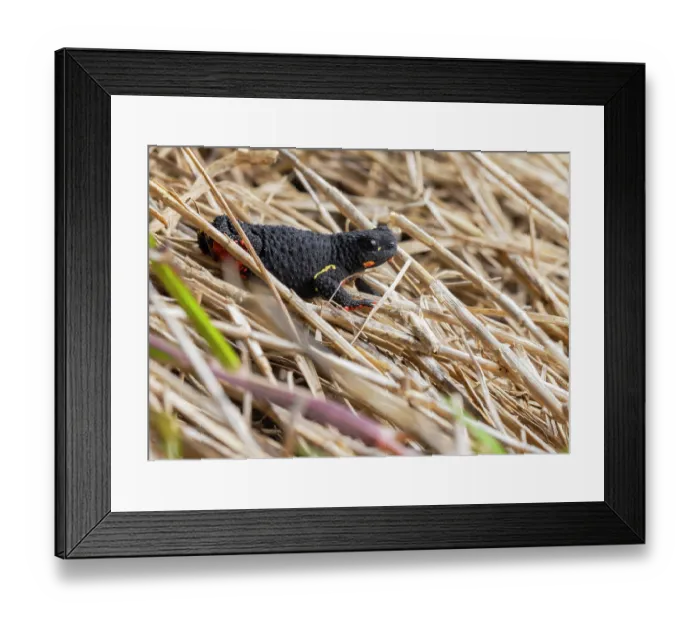 Framed Print : Darwin's toad (Melanophryniscus montevidensis) portrait, Montevideo, Uruguay. Endangered Framed Print : Darwin's toad (Melanophryniscus montevidensis) portrait, Montevideo, Uruguay. Endangered