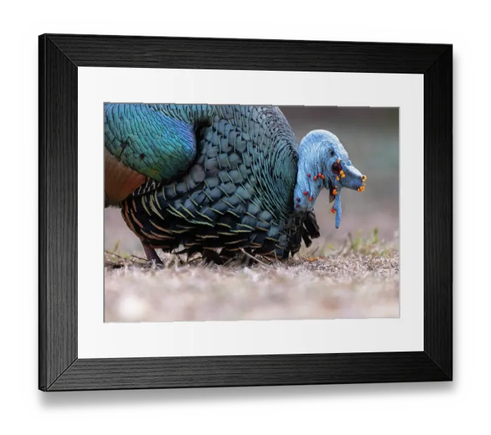 Framed Print : Ocellated turkey (Meleagris ocellata) portrait, Mayan Biosphere, Peten, Guatemala Framed Print : Ocellated turkey (Meleagris ocellata) portrait, Mayan Biosphere, Peten, Guatemala