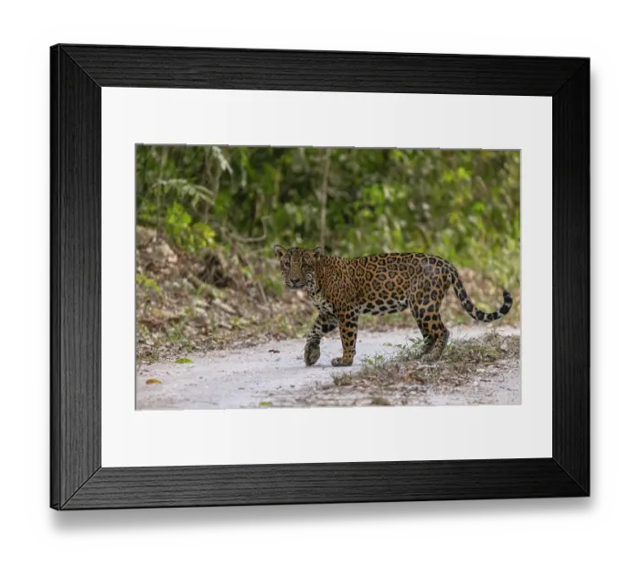Framed Print : Jaguar (Panthera onca) female, walking across forest road in the Mayan Biosphere Reserve, Peten, Guatemala Framed Print : Jaguar (Panthera onca) female, walking across forest road in the Mayan Biosphere Reserve, Peten, Guatemala
