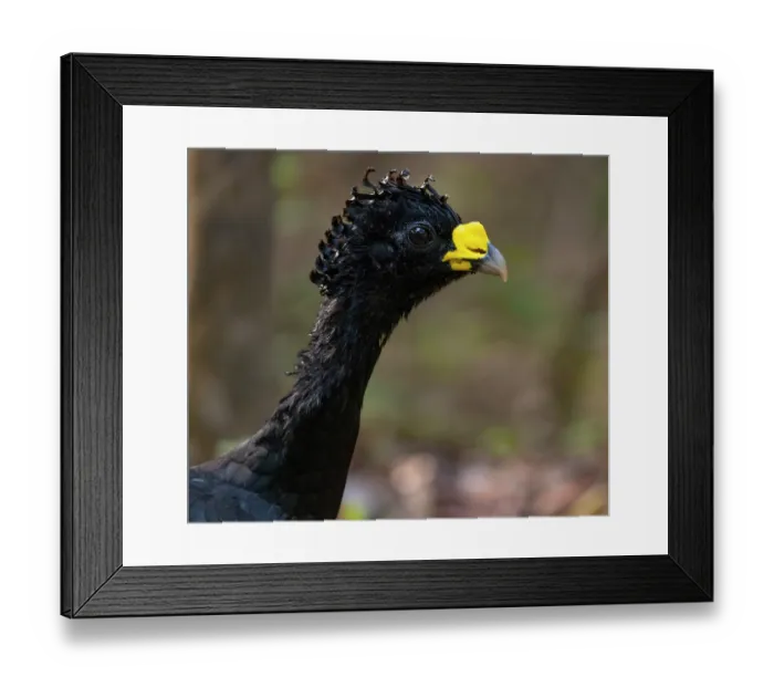 Framed Print : Great curassow (Crax rubra) male, head portrait, Guatemala Framed Print : Great curassow (Crax rubra) male, head portrait, Guatemala