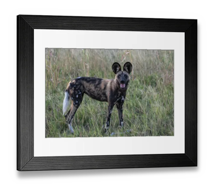 Framed Print : African wild dog (Lycaon pictus) standing in long grass with mouth open, Okavango Delta, Botswana. Endangered Framed Print : African wild dog (Lycaon pictus) standing in long grass with mouth open, Okavango Delta, Botswana. Endangered
