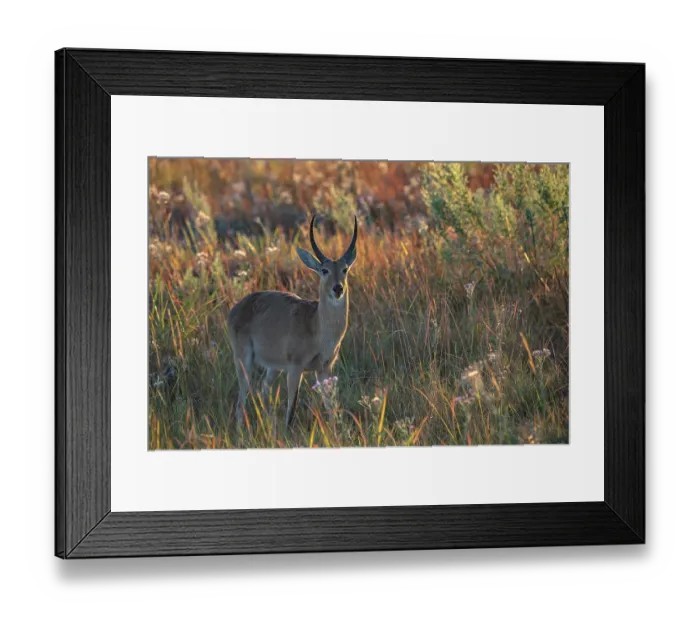 Framed Print : Reedbuck (Redunca arundinum) standing in grassland, Okavango Delta, Botswana