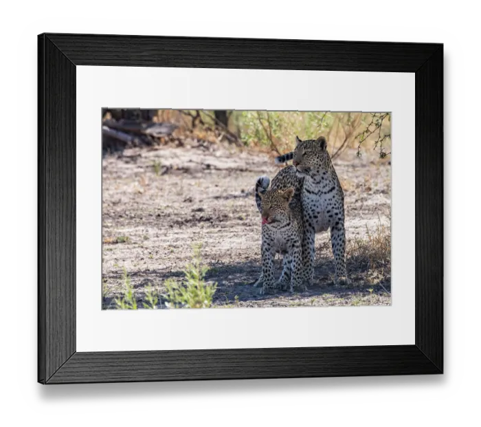 Framed Print : Leopard (Panthera pardus) female with cub standing side by side in the shade, Okavango Delta, Botswana Framed Print : Leopard (Panthera pardus) female with cub standing side by side in the shade, Okavango Delta, Botswana