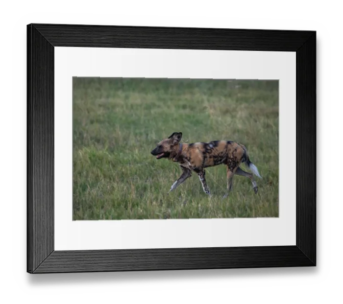 Framed Print : African wild dog (Lycaon pictus) walking in grassland, Okavango Delta, Botswana. Endangered Framed Print : African wild dog (Lycaon pictus) walking in grassland, Okavango Delta, Botswana. Endangered