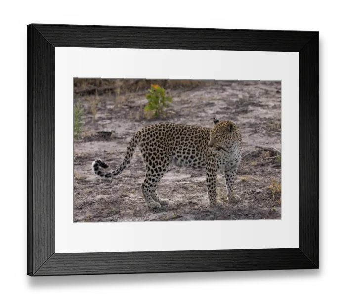 Framed Print : Leopard (Panthera pardus) female, portrait, Okavango Delta, Botswana Framed Print : Leopard (Panthera pardus) female, portrait, Okavango Delta, Botswana