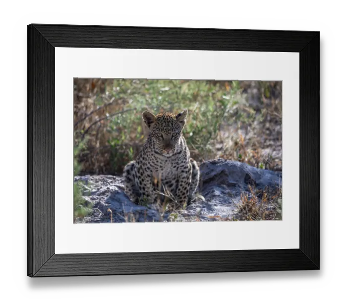 Framed Print : Leopard (Panthera pardus) cub, resting, Okavango Delta, Botswana Framed Print : Leopard (Panthera pardus) cub, resting, Okavango Delta, Botswana