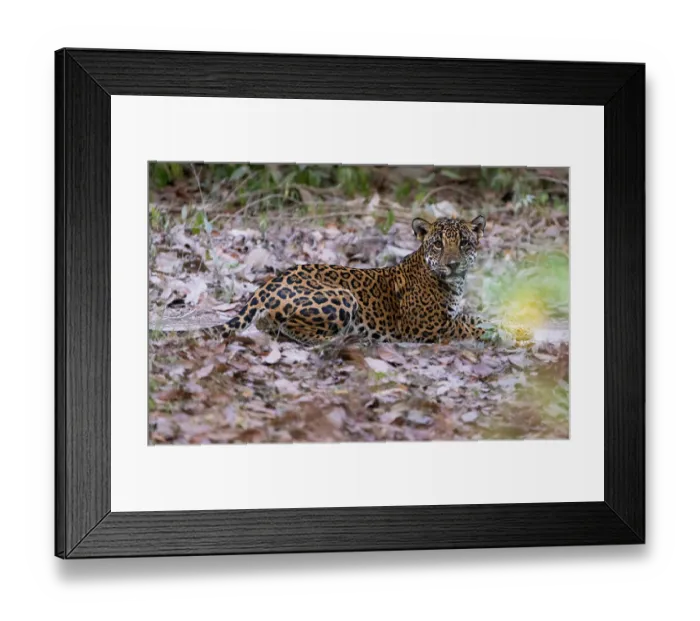 Framed Print : Jaguar (Panthera onca) female, resting on a track in Mayan Biosphere Reserve, Peten, Guatemala Framed Print : Jaguar (Panthera onca) female, resting on a track in Mayan Biosphere Reserve, Peten, Guatemala