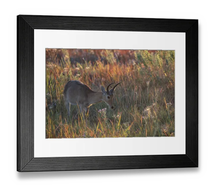 Framed Print : Reedbuck (Redunca arundinum) standing in grassland, Okavango Delta, Botswana Framed Print : Reedbuck (Redunca arundinum) standing in grassland, Okavango Delta, Botswana
