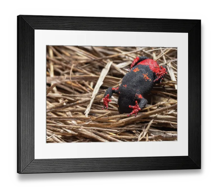 Framed Print : Darwin's toad (Melanophryniscus montevidensis) unken reflex behaviour, Montevideo, Uruguay. Endangered Framed Print : Darwin's toad (Melanophryniscus montevidensis) unken reflex behaviour, Montevideo, Uruguay. Endangered