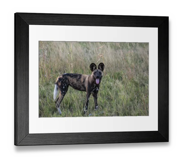 Framed Print : African wild dog (Lycaon pictus) standing in long grass with tongue out, Okavango Delta, Botswana. Endangered Framed Print : African wild dog (Lycaon pictus) standing in long grass with tongue out, Okavango Delta, Botswana. Endangered