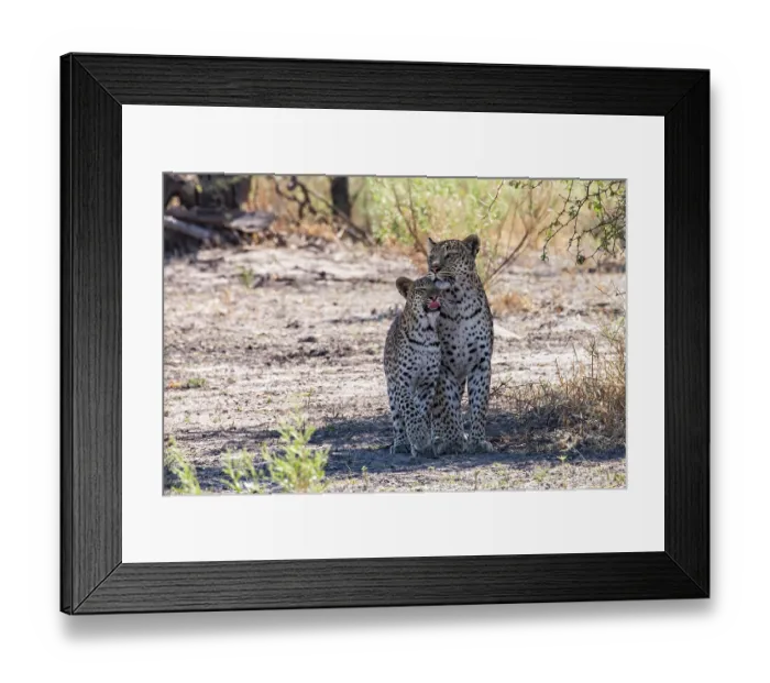 Framed Print : Leopard (Panthera pardus) female with cub standing side by side in the shade, nuzzling, Okavango Delta, Botswana Framed Print : Leopard (Panthera pardus) female with cub standing side by side in the shade, nuzzling, Okavango Delta, Botswana