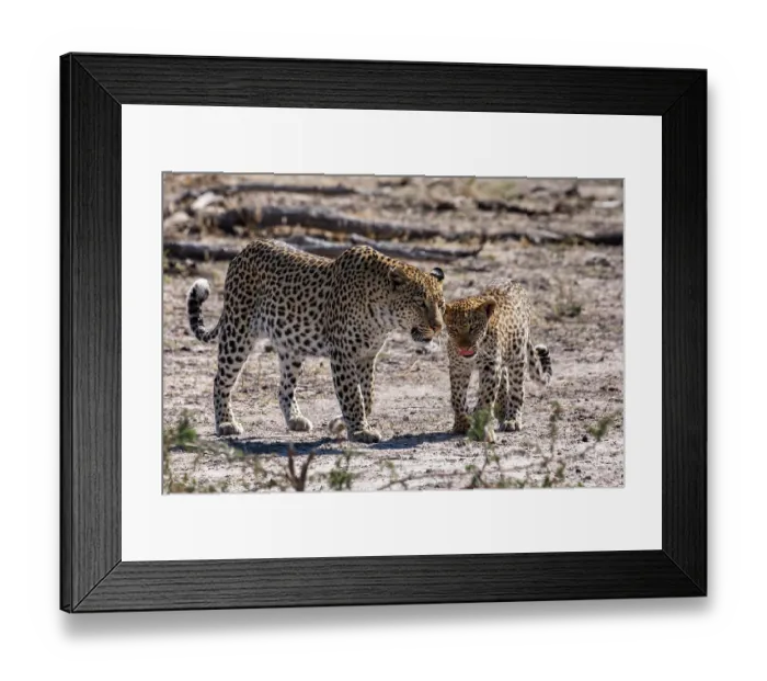 Framed Print : Leopard (Panthera pardus) female with cub, portrait, Okavango Delta, Botswana Framed Print : Leopard (Panthera pardus) female with cub, portrait, Okavango Delta, Botswana