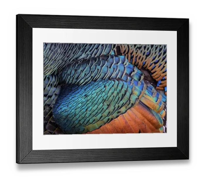 Framed Print : Ocellated turkey (Meleagris ocellata) plumage detail, Mayan Biosphere, Peten, Guatemala Framed Print : Ocellated turkey (Meleagris ocellata) plumage detail, Mayan Biosphere, Peten, Guatemala