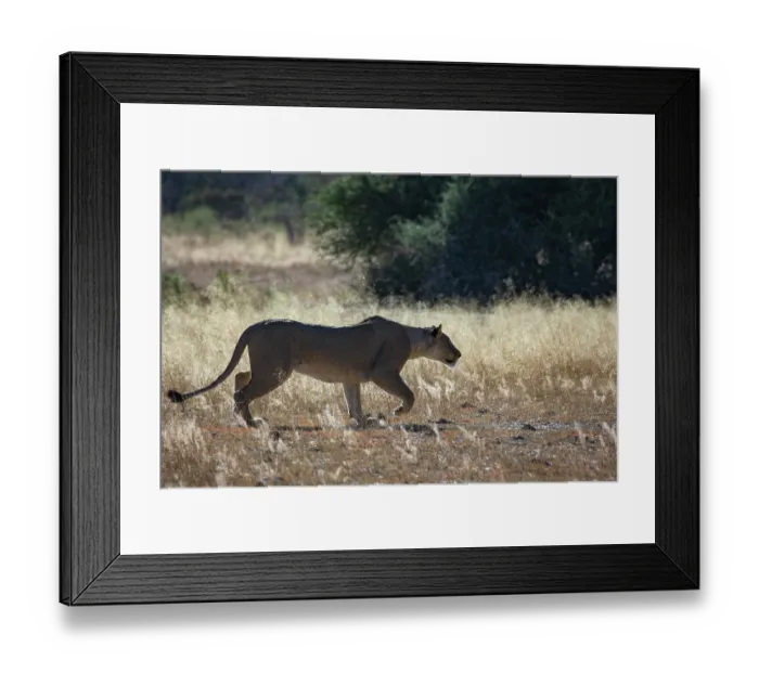 Framed Print : Lion (Panthera leo) female, walking over sunlit dry grass, Okavango Delta, Botswana