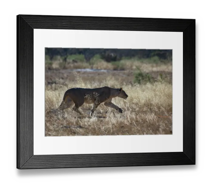 Framed Print : Lion (Panthera leo) female, walking over sunlit dry grass, Okavango Delta, Botswana Framed Print : Lion (Panthera leo) female, walking over sunlit dry grass, Okavango Delta, Botswana