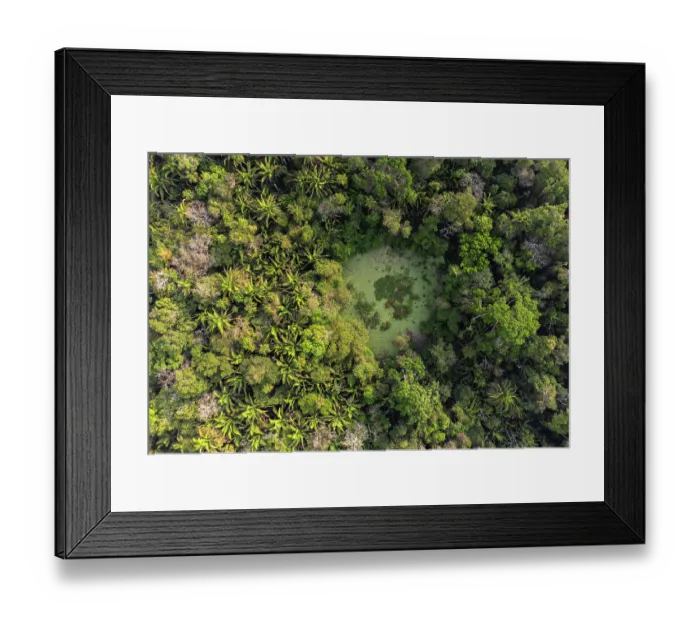 Framed Print : Aerial view of 'Aguada' (depressions capable of holding water through the dry season) in forest in Mayan Biosphere Reserve, Peten, Guatemala. April, 2024