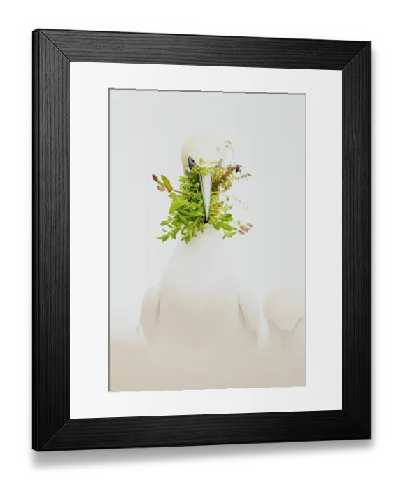 Framed Print : Gannet (Morus sp.) with nesting material in beak, Great Saltee Island, Republic of Ireland. May Framed Print : Gannet (Morus sp.) with nesting material in beak, Great Saltee Island, Republic of Ireland. May