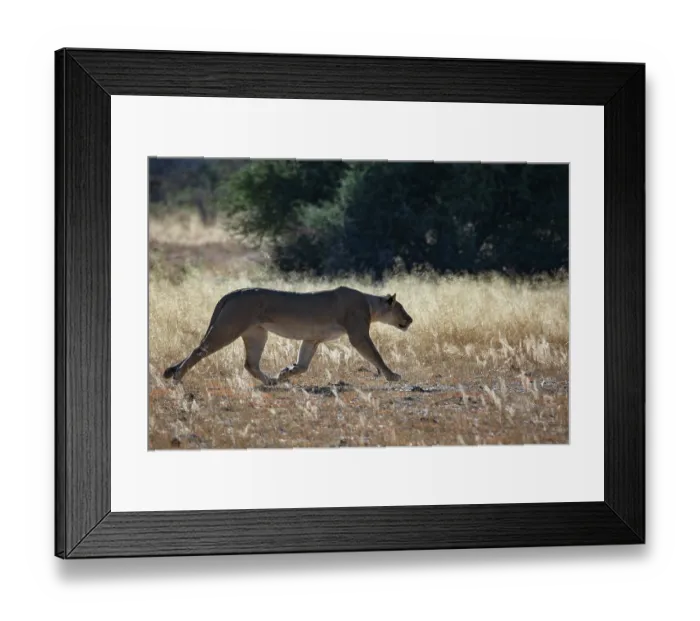 Framed Print : Lion (Panthera leo) female, walking over sunlit dry grass, Okavango Delta, Botswana Framed Print : Lion (Panthera leo) female, walking over sunlit dry grass, Okavango Delta, Botswana