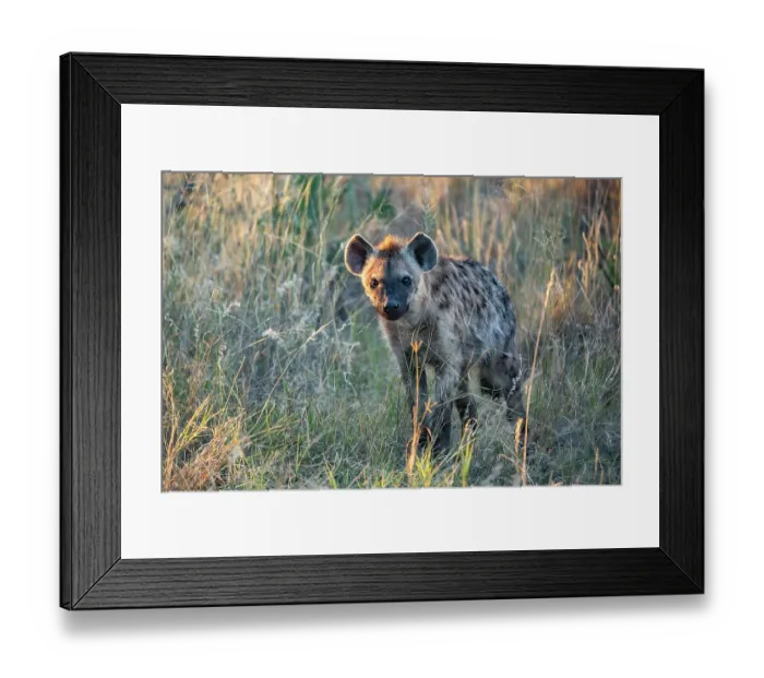 Framed Print : Spotted hyena (Crocuta crocuta) standing in grassland, Okavango Delta, Botswana Framed Print : Spotted hyena (Crocuta crocuta) standing in grassland, Okavango Delta, Botswana