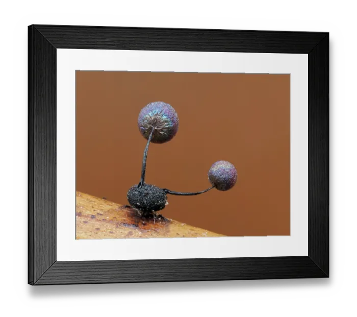 Framed Print : Slime mould (Lamproderma scintillans) two sporangia growing on slime mould (Didymium sp.), Buckinghamshire, England, UK. March. Focus stacked Framed Print : Slime mould (Lamproderma scintillans) two sporangia growing on slime mould (Didymium sp.), Buckinghamshire, England, UK. March. Focus stacked