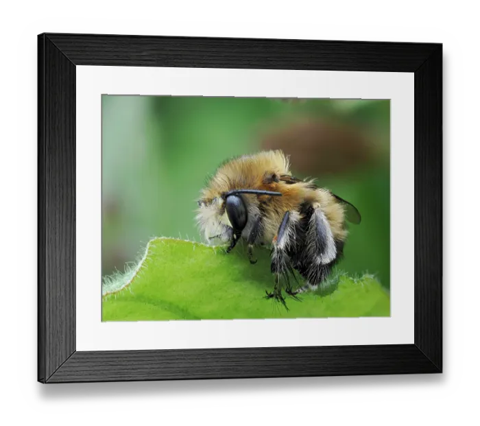 Framed Print : Hairy footed flower bee (Anthophora plumipes) male, sleeping clamped on to a leaf, Hertfordshire, England, UK. March. Focus stacked Framed Print : Hairy footed flower bee (Anthophora plumipes) male, sleeping clamped on to a leaf, Hertfordshire, England, UK. March. Focus stacked