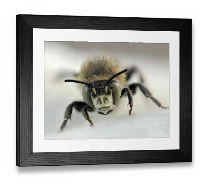 Framed Print : Four-banded flower bee (Anthophora quadrimaculata) male, portrait, London, England, UK. June. Focus stacked Framed Print : Four-banded flower bee (Anthophora quadrimaculata) male, portrait, London, England, UK. June. Focus stacked