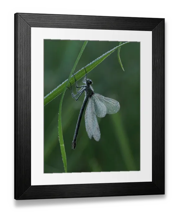Framed Print : Banded demoiselle (Calopteryx splendens) female roosting, covered in dew at dawn, Hertfordshire, England, UK. June. Focus stacked Framed Print : Banded demoiselle (Calopteryx splendens) female roosting, covered in dew at dawn, Hertfordshire, England, UK. June. Focus stacked