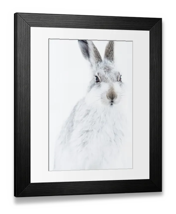 Framed Print : Mountain hare (Lepus timidus) in winter coat, portrait, Findhorn Valley, Scotland, UK. February Framed Print : Mountain hare (Lepus timidus) in winter coat, portrait, Findhorn Valley, Scotland, UK. February