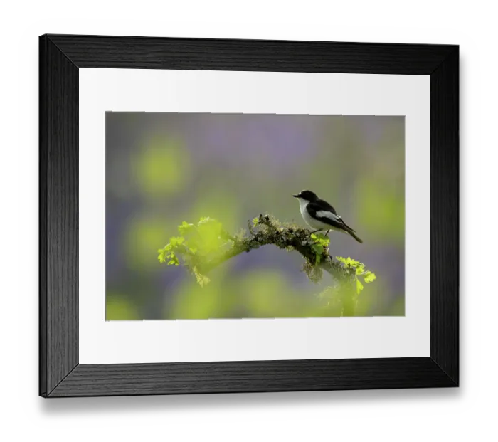 Framed Print : Pied flycatcher (Ficedula hypoleuca) perched on a branch, Dumfries and Galloway, Scotland, UK. May Framed Print : Pied flycatcher (Ficedula hypoleuca) perched on a branch, Dumfries and Galloway, Scotland, UK. May