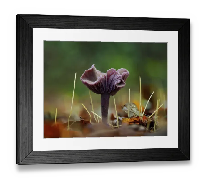 Framed Print : Amethyst deceiver (Laccaria amethystina) and Slender club (Isolepis cernua) among fallen leaves, Hertfordshire, England, UK. November. Focus stacked Framed Print : Amethyst deceiver (Laccaria amethystina) and Slender club (Isolepis cernua) among fallen leaves, Hertfordshire, England, UK. November. Focus stacked