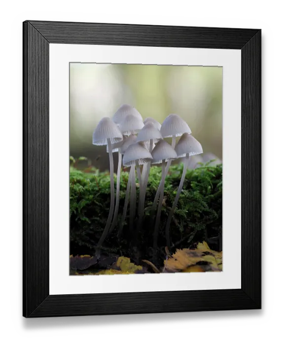Framed Print : Angel's bonnet (Mycena arcangeliana) cluster growing from mossy fallen branch, Hertfordshire, England, UK. November. Focus stacked Framed Print : Angel's bonnet (Mycena arcangeliana) cluster growing from mossy fallen branch, Hertfordshire, England, UK. November. Focus stacked