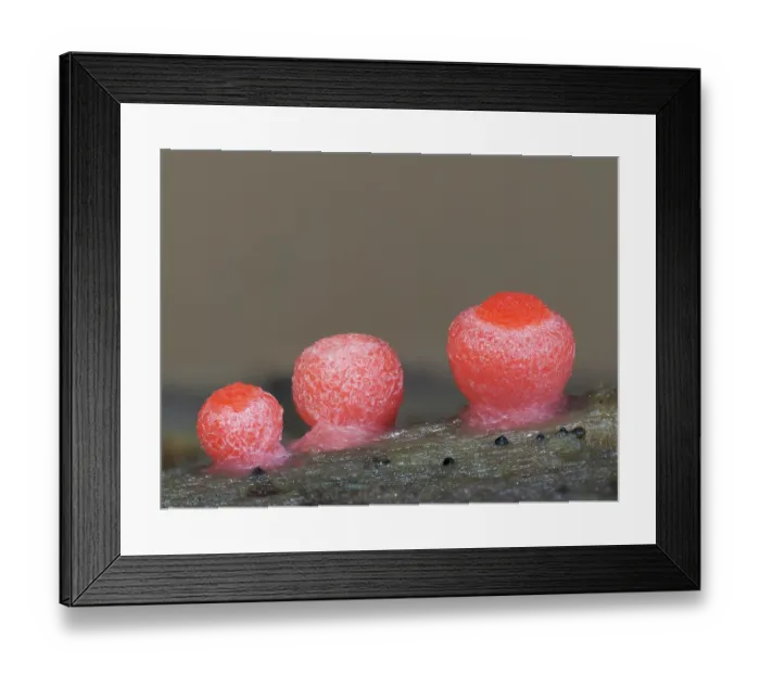 Framed Print : Slime mould (Lycogala conicum) three sporangia, Buckinghamshire, England, UK. June. Focus stacked