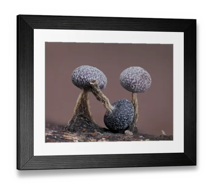 Framed Print : Slime mould (Physarum album) three sporangia, one broken off, Buckinghamshire, England, UK. January. Focus stacked Framed Print : Slime mould (Physarum album) three sporangia, one broken off, Buckinghamshire, England, UK. January. Focus stacked